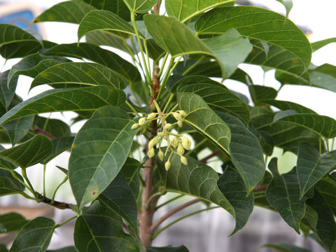 Sterculia nobilis