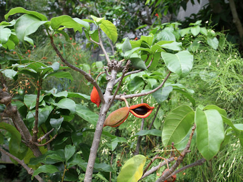 Sterculia nobilis