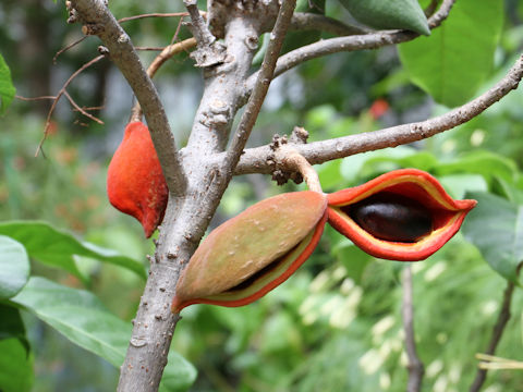 Sterculia nobilis