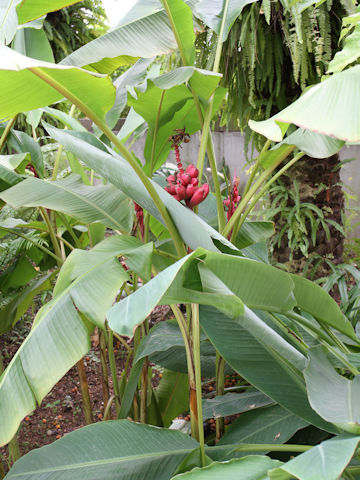 Musa velutina