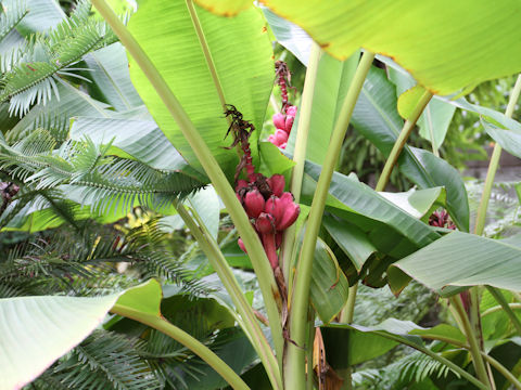 Musa velutina