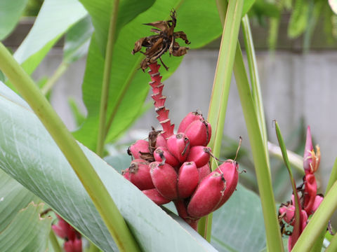 Musa velutina