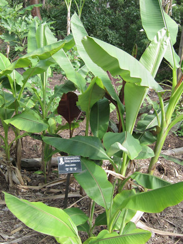 Musa velutina