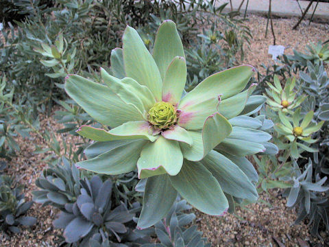 Protea grandiceps