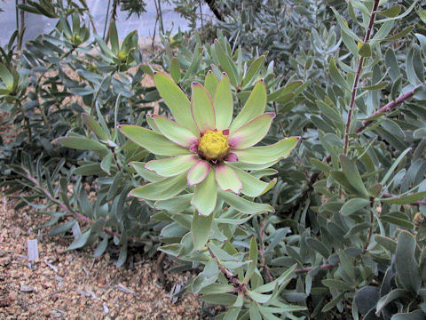 Protea grandiceps