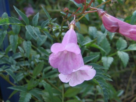 Podranea ricasoliana