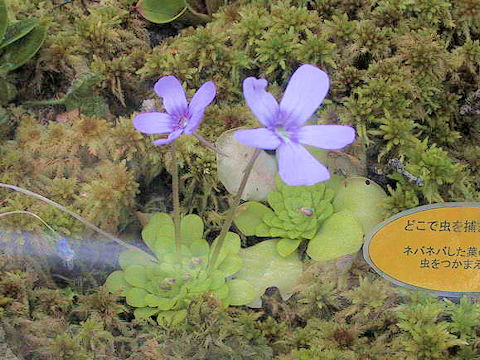 Pinguicula cv. Linz