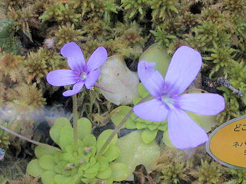 Pinguicula cv. Linz