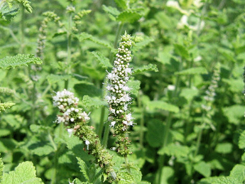 Mentha suaveolens var. variegata