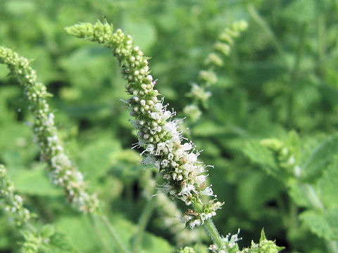 Mentha suaveolens var. variegata