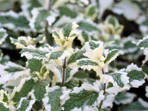 Mentha suaveolens var. variegata