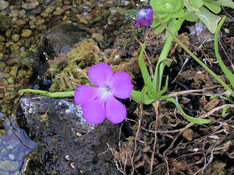 Pinguicula moctezumae