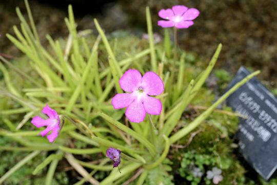 Pinguicula moctezumae