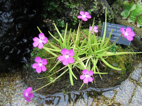 Pinguicula moctezumae