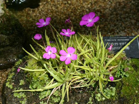 Pinguicula moctezumae