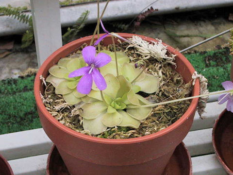 Pinguicula moranensis