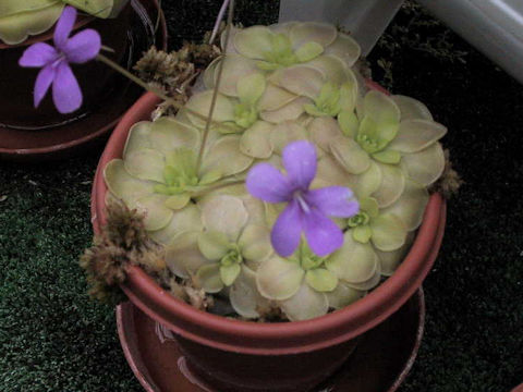 Pinguicula moranensis