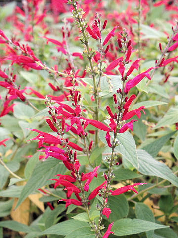 Salvia elegans