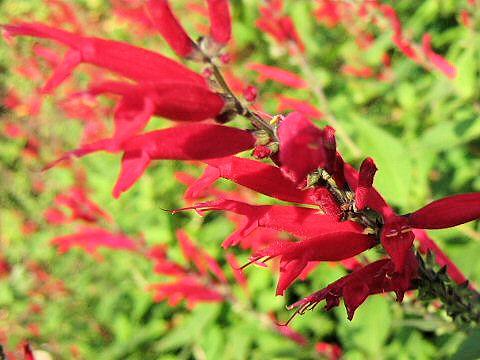 Salvia elegans