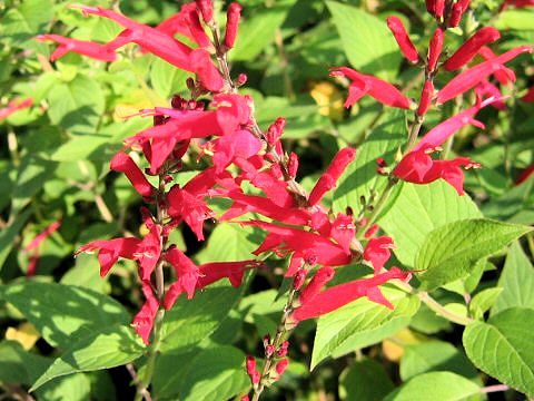 Salvia elegans