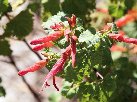 Salvia elegans