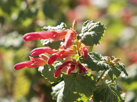 Salvia elegans