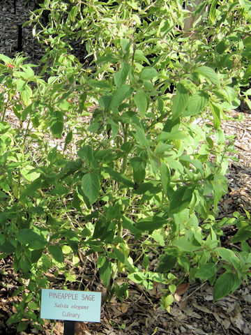 Salvia elegans