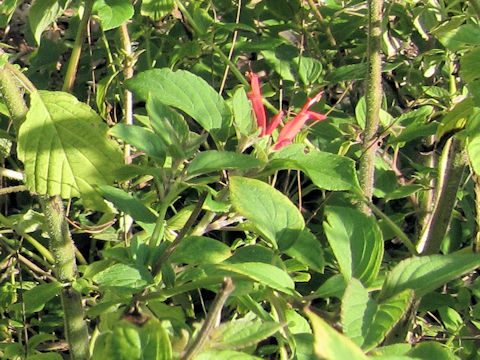 Salvia elegans