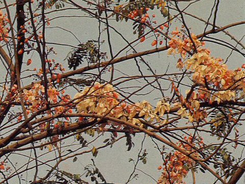 Cassia javanica