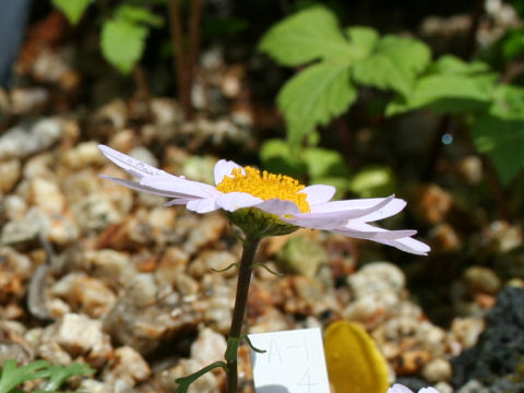 Chrysanthemum weyrichii