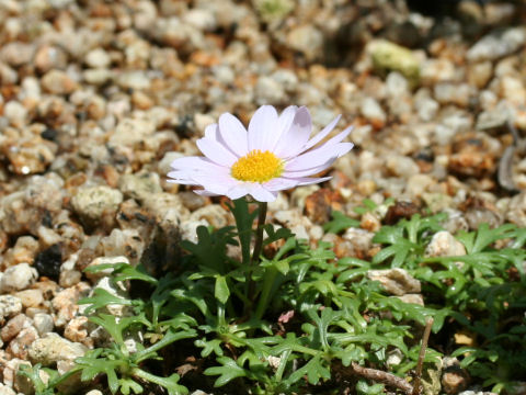 Chrysanthemum weyrichii