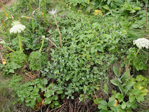 Chrysanthemum weyrichii