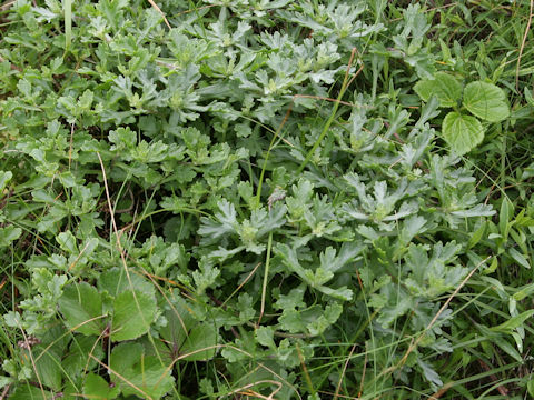 Chrysanthemum weyrichii