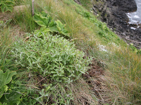 Chrysanthemum weyrichii