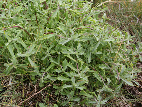 Chrysanthemum weyrichii
