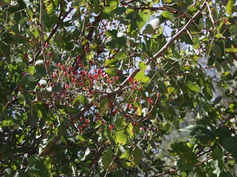 Pistacia vera