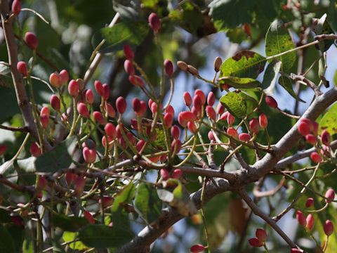 Pistacia vera