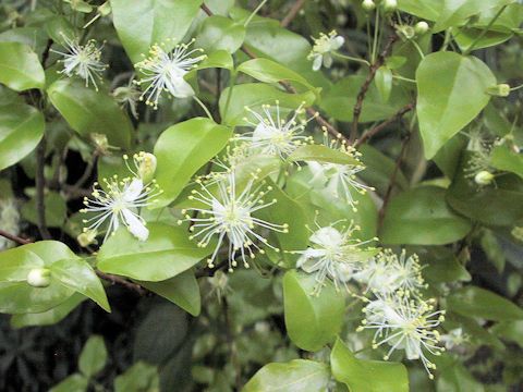 Eugenia uniflora