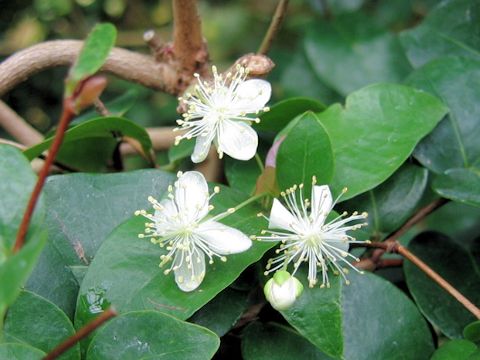 Eugenia uniflora