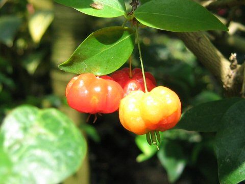 Eugenia uniflora