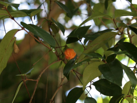 Eugenia uniflora