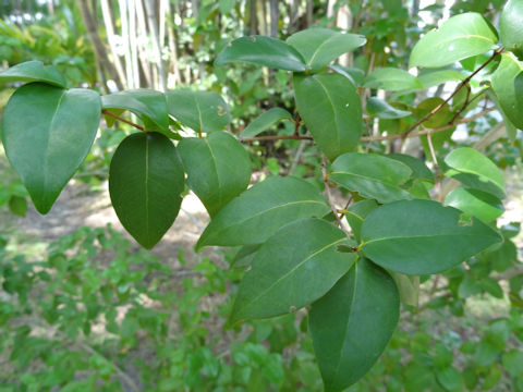 Eugenia uniflora