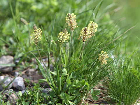 Plantago alpina