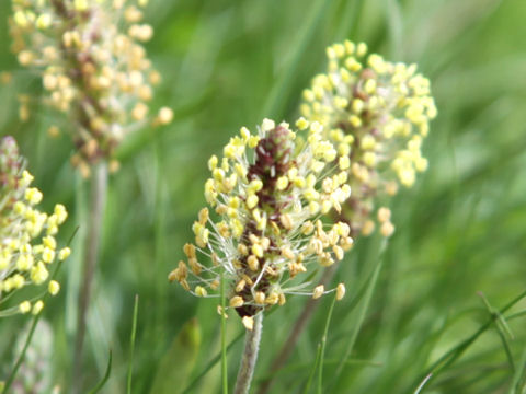 Plantago alpina