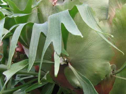 Platycerium cv. Mauna Loa