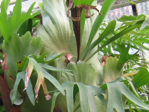 Platycerium cv. Mauna Loa