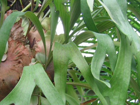 Platycerium cv. Splendens