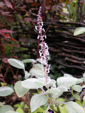 Plectranthus argentatus