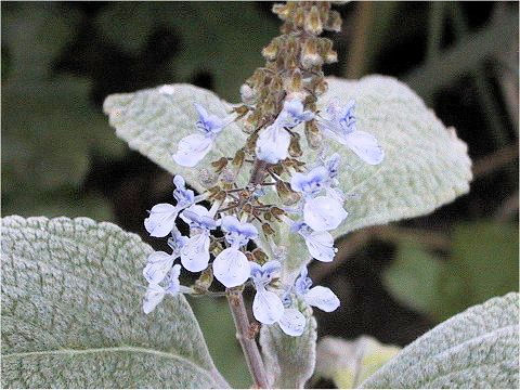 Plectranthus argentatus