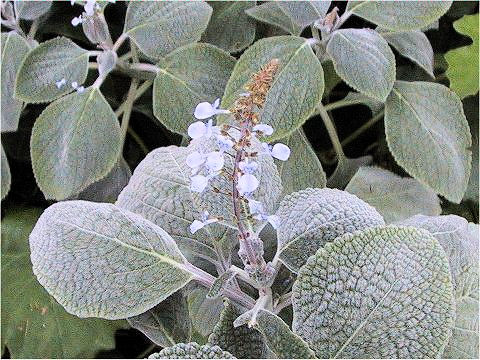 Plectranthus argentatus